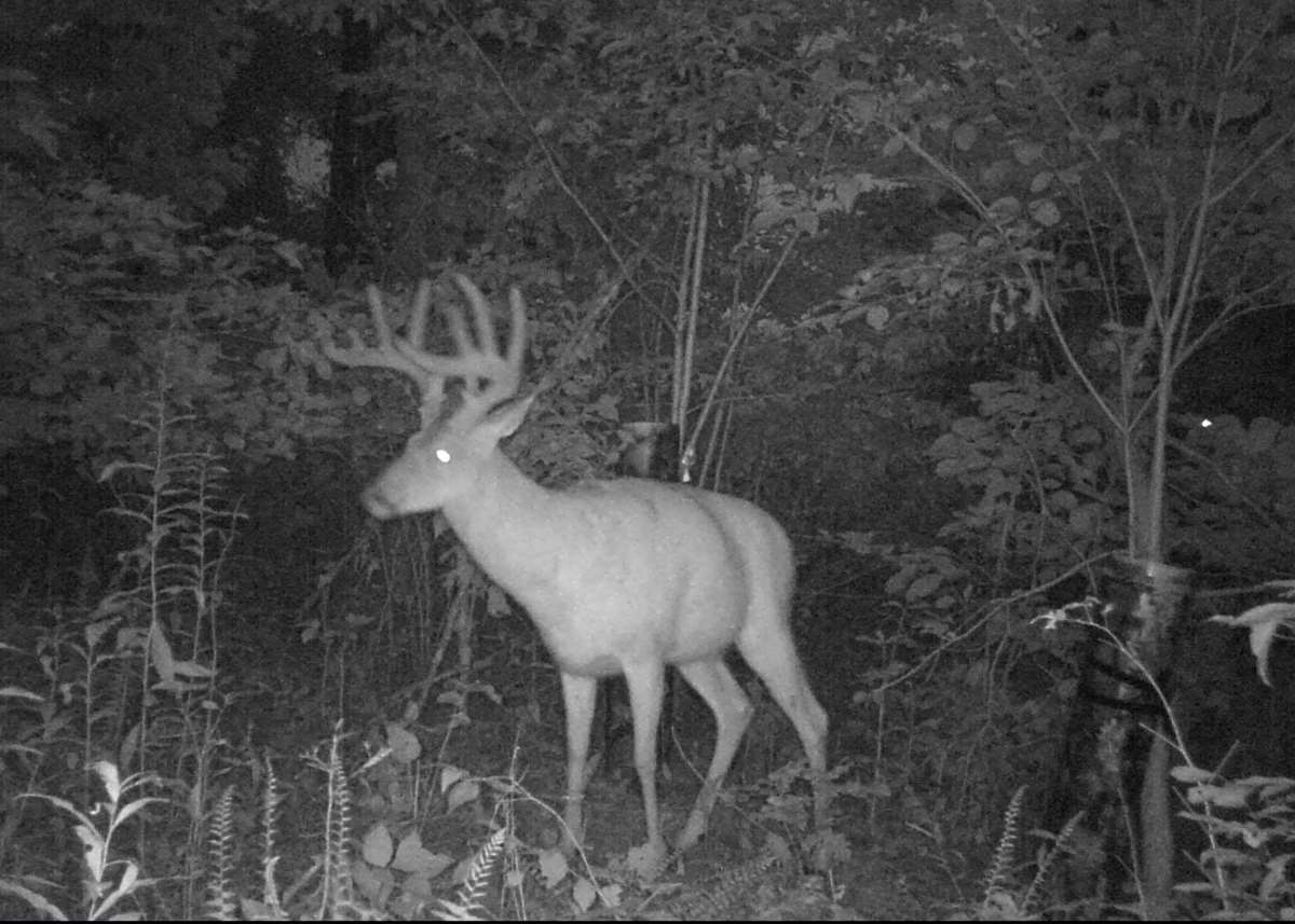 Free Printable Whitetail Score Sheet