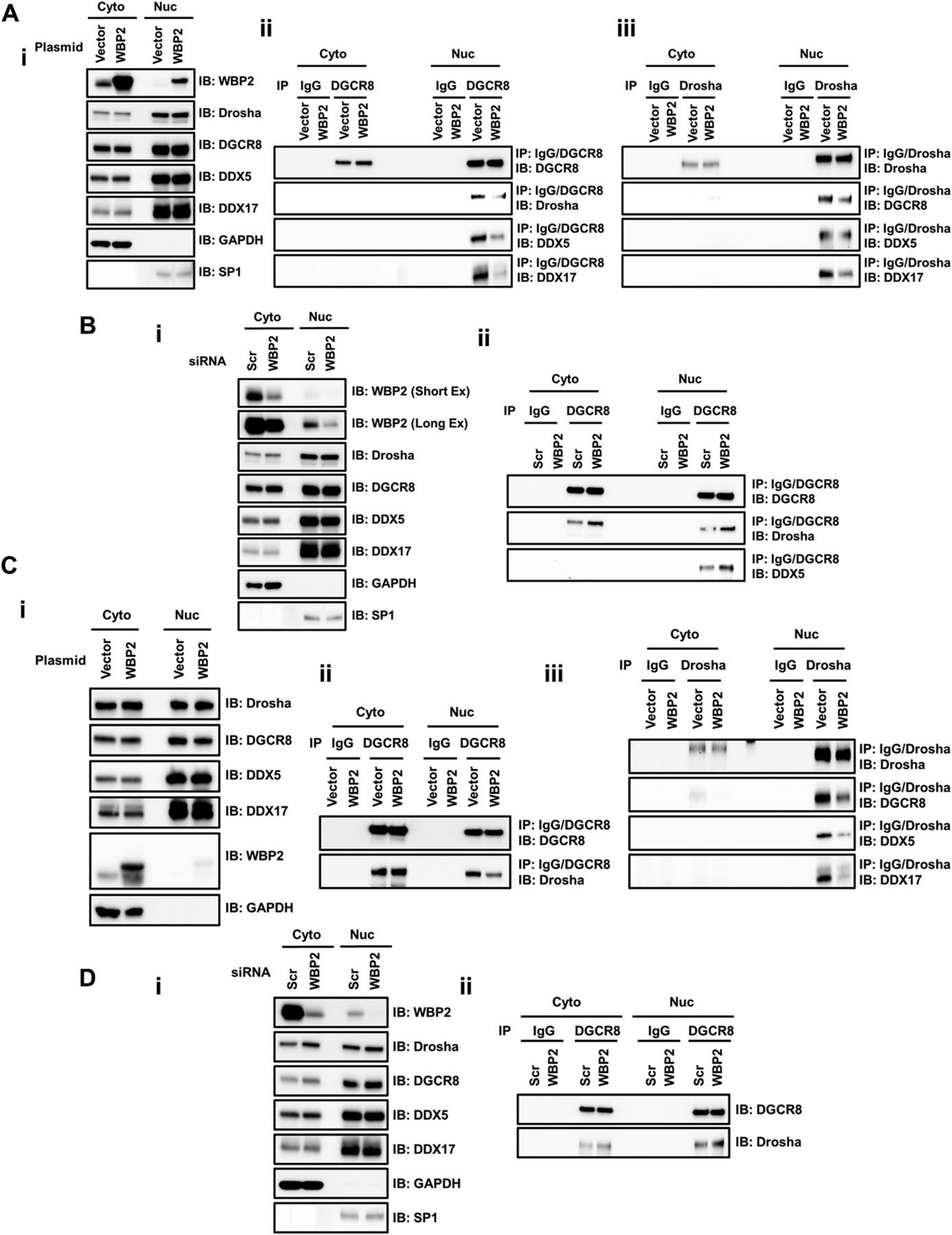WBP2 Inhibits MicroRNA Biogenesis Via Interaction With The Microprocessor Complex Life Science Alliance